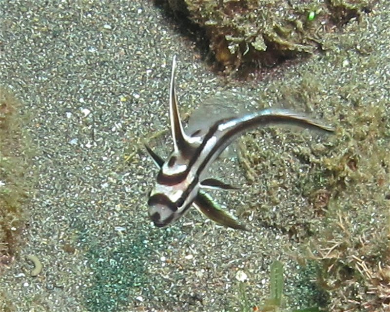 Divesite Image
