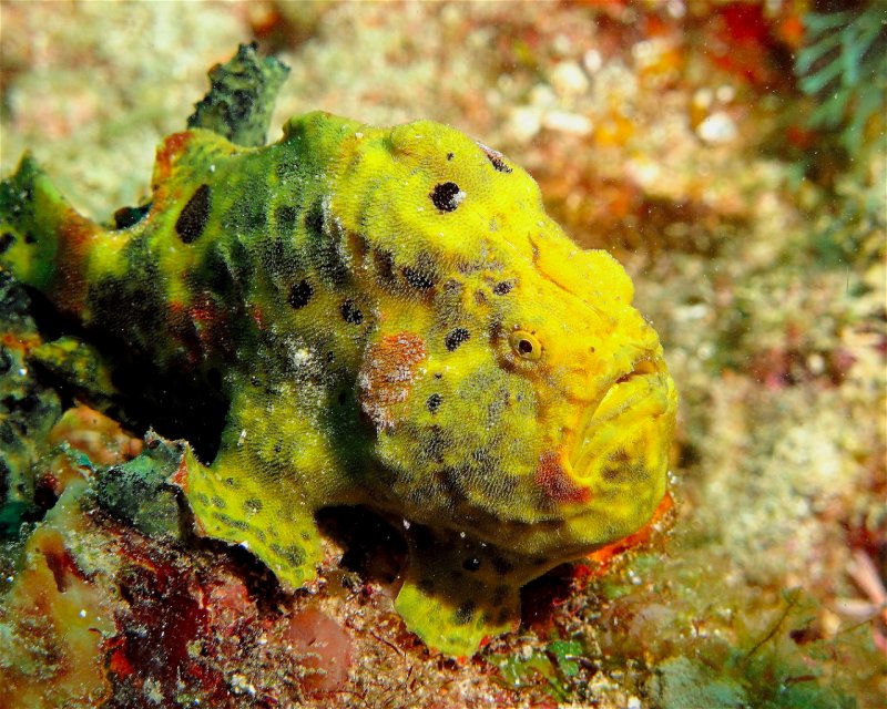 Divesite Image