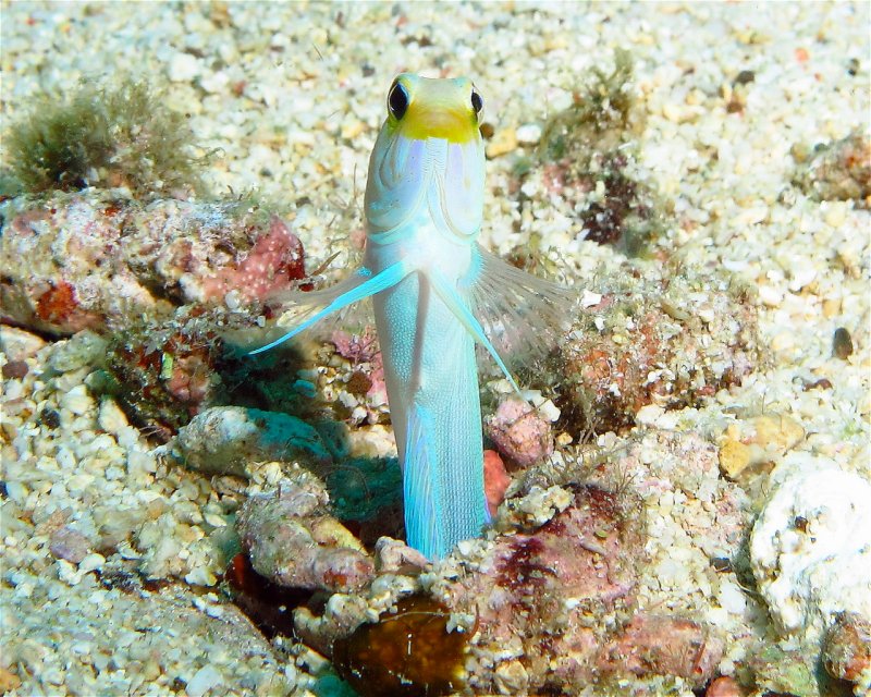Divesite Image