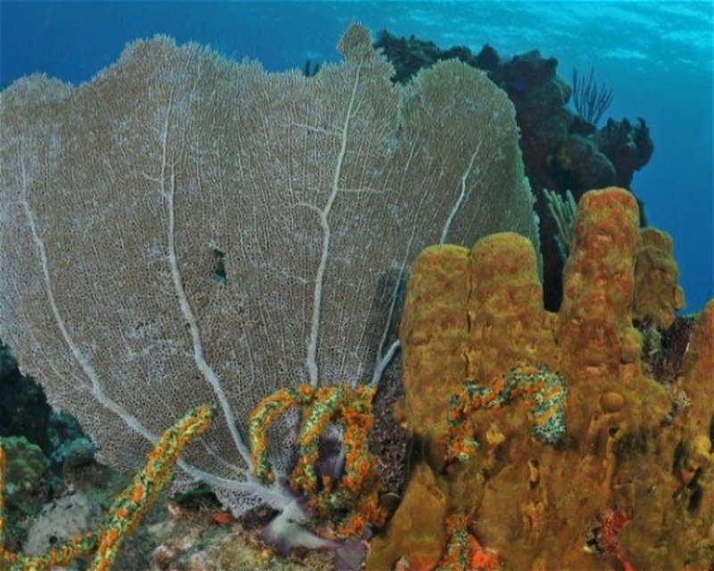 Divesite Image