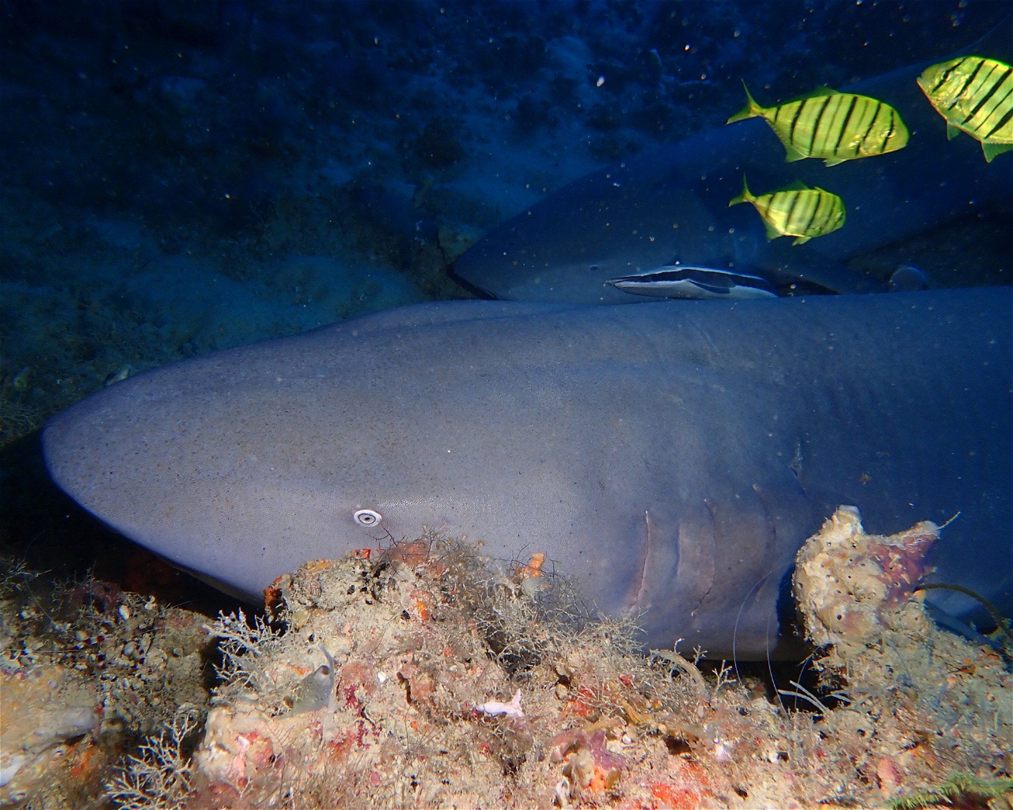 DivePoint Rannalhi, South Male Atoll
