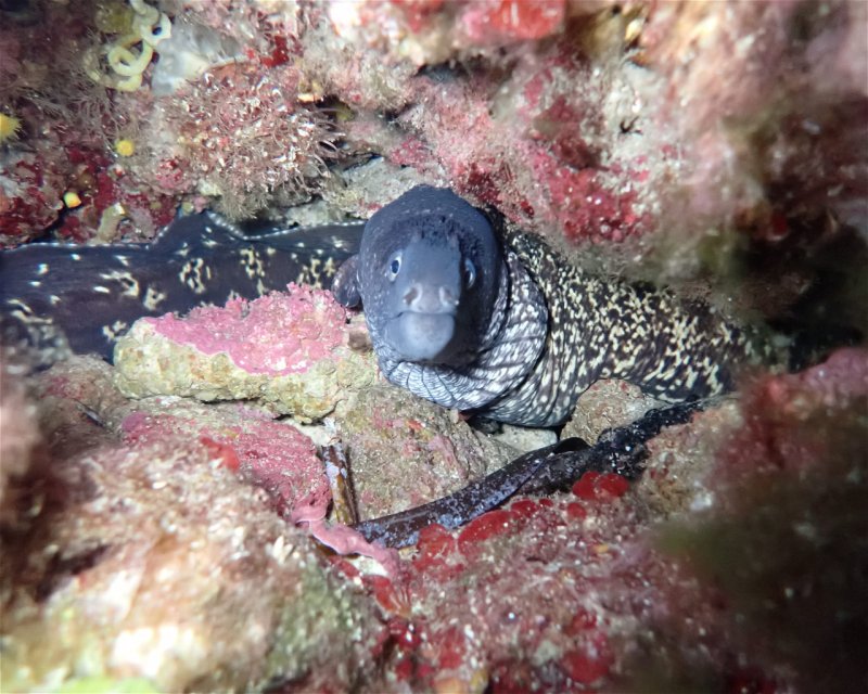 Divesite Image