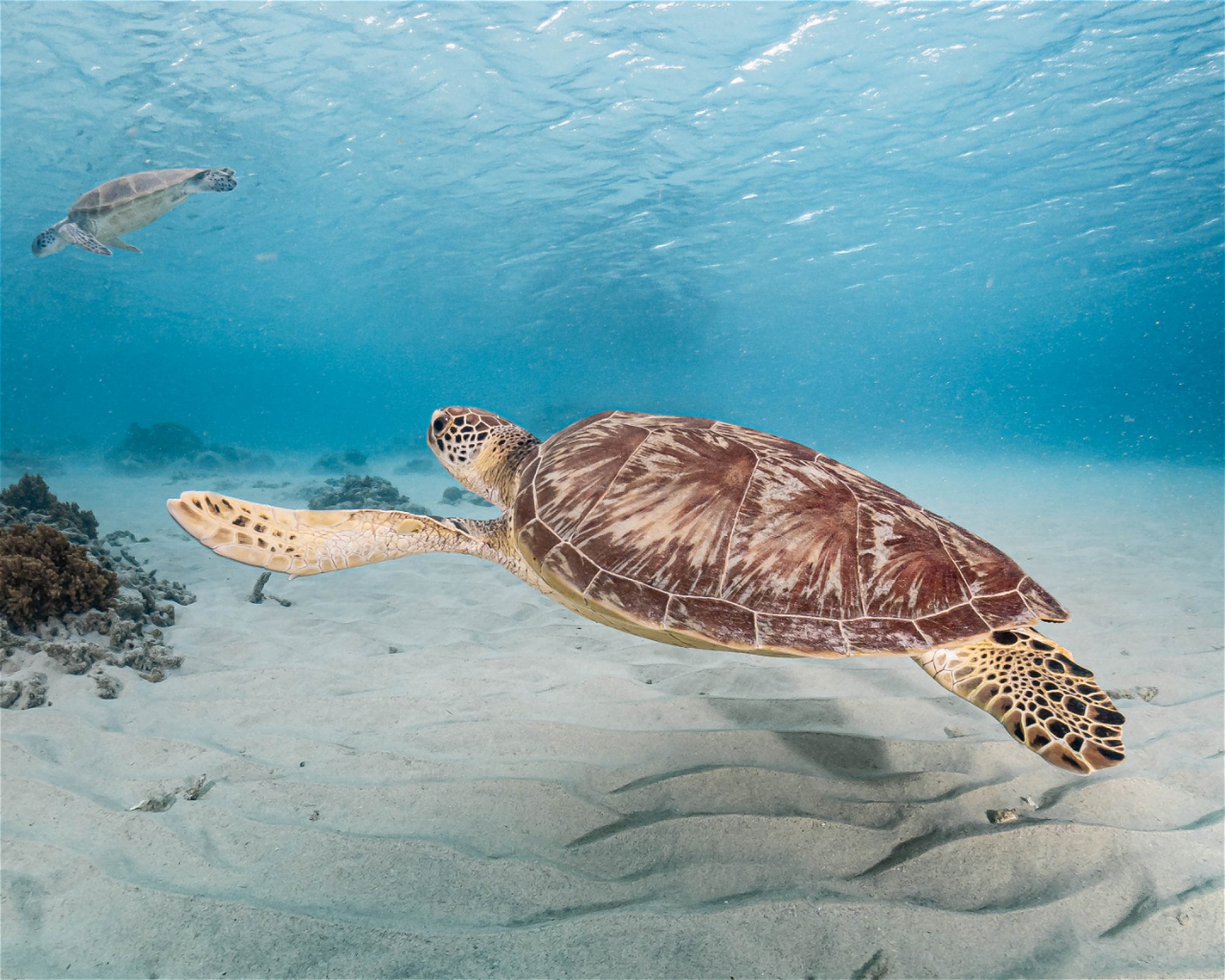 Gili Divers, 83352 Gili Trawangan