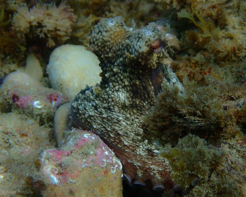 Divesite Image