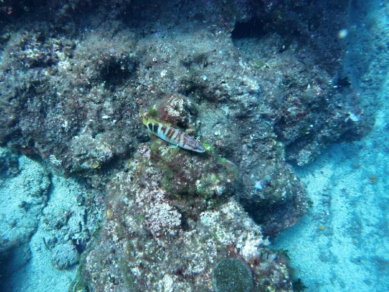 Divesite Image