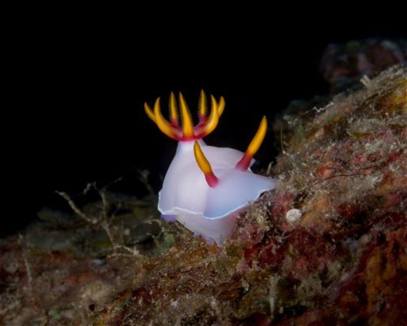 Divesite Image