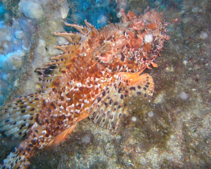 Divesite Image