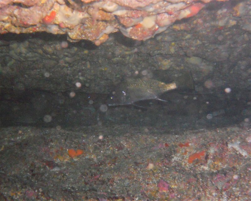 Divesite Image
