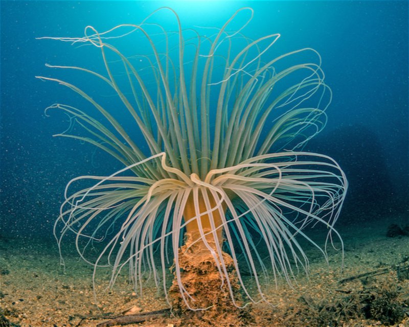 Divesite Image