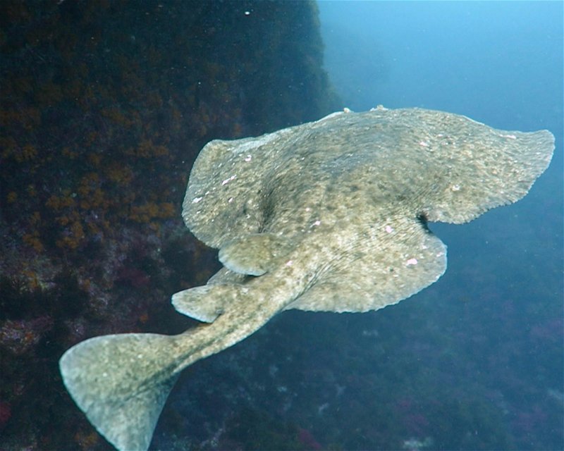 Divesite Image