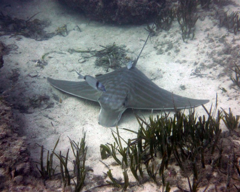 Divesite Image