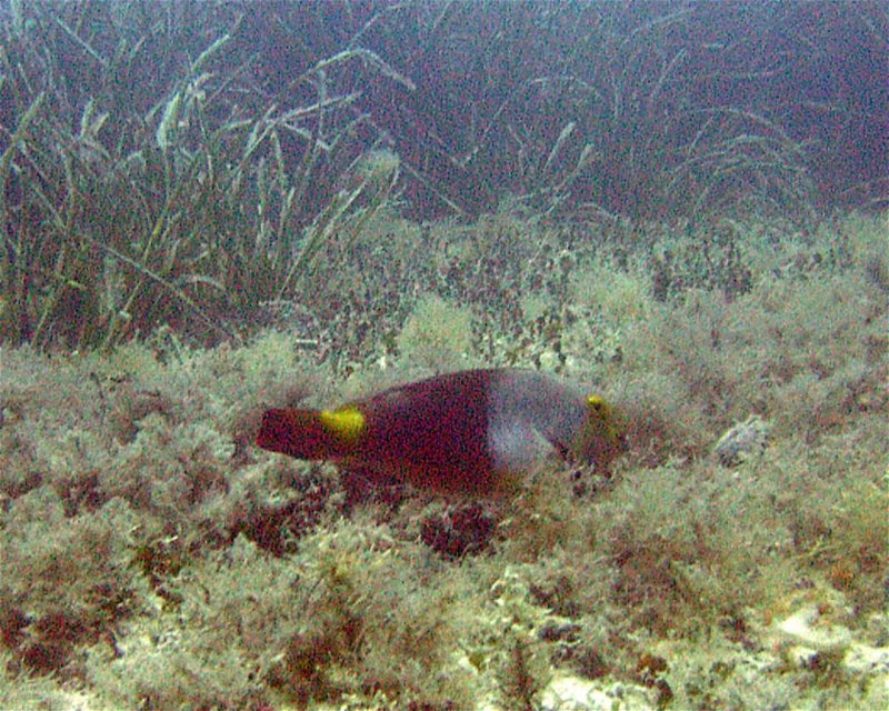 Divesite Image