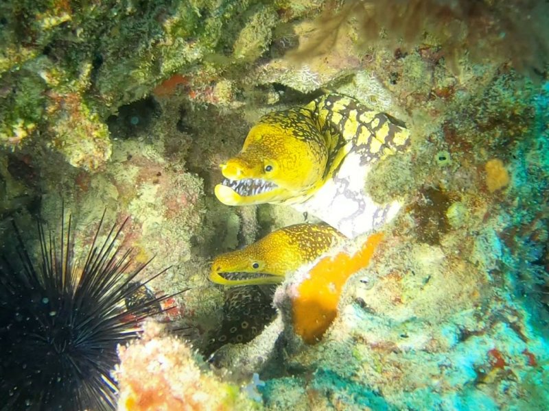 Divesite Image