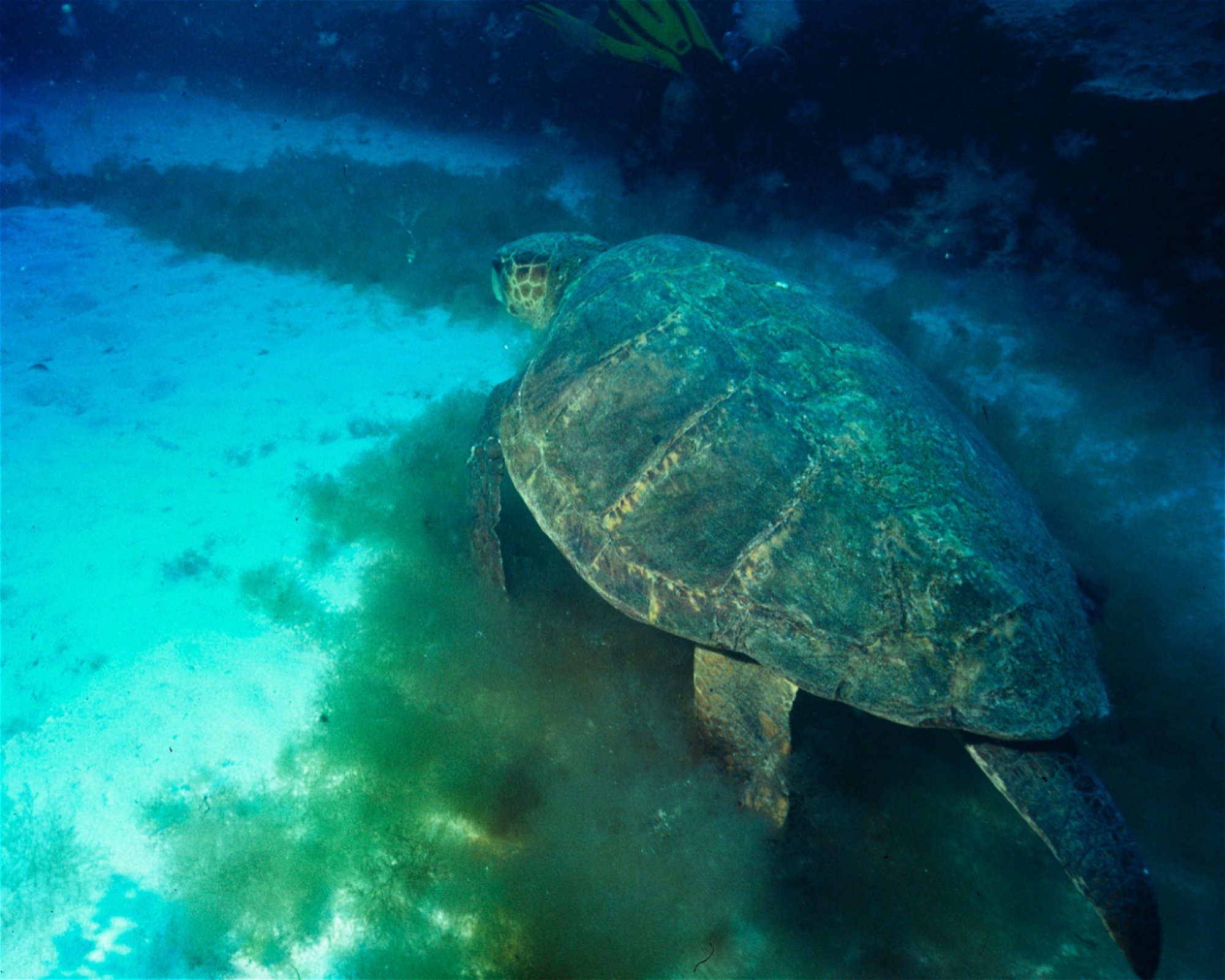Punta Amanay SL, 35660 Fuerteventura, Corralejo