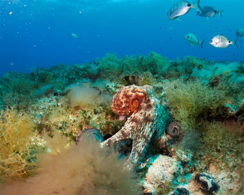 Divesite Image