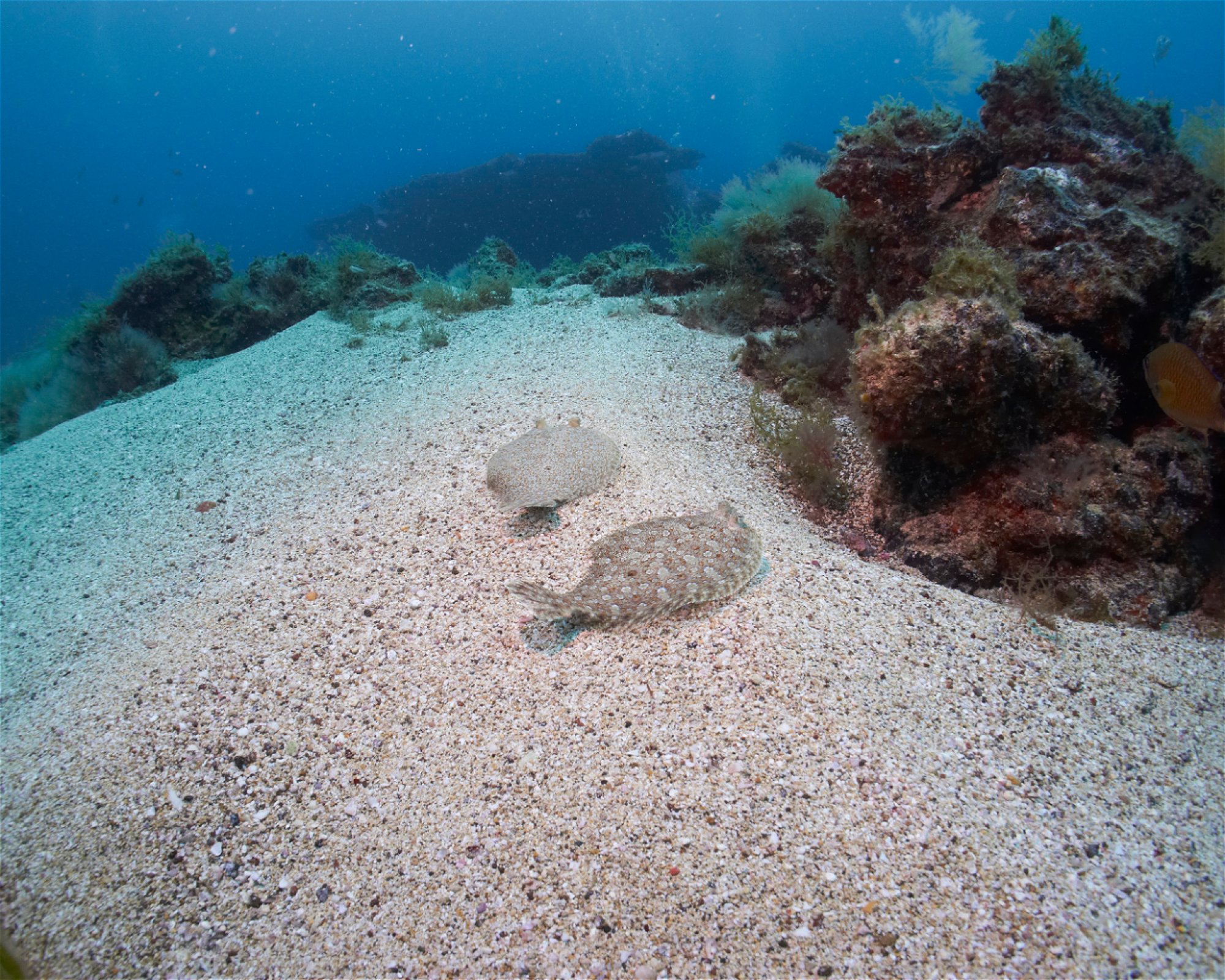 Punta Amanay SL, 35660 Fuerteventura, Corralejo