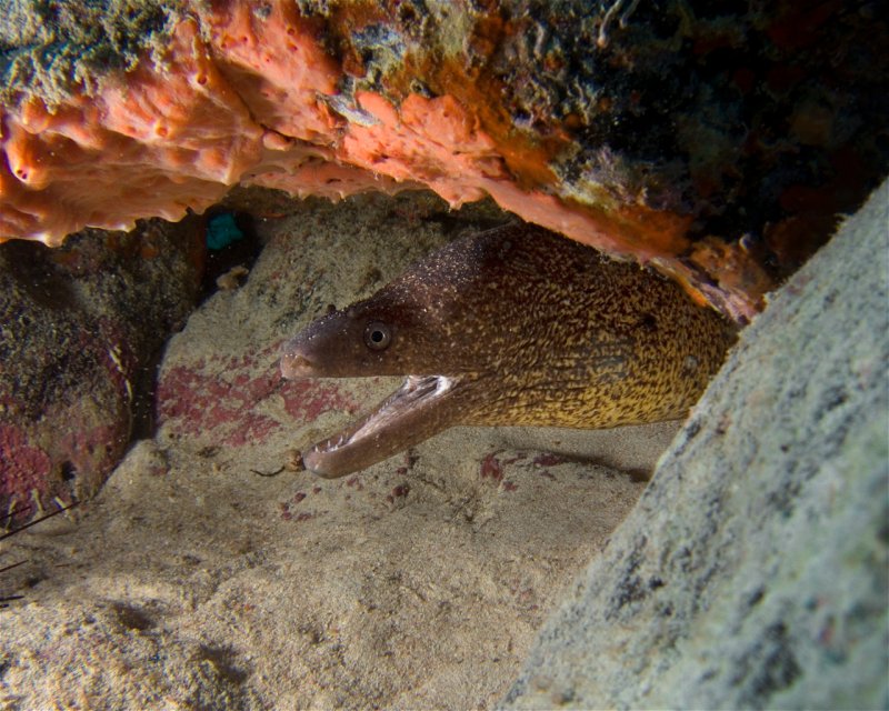 Divesite Image
