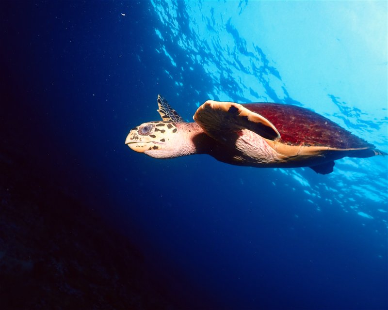 Divesite Image