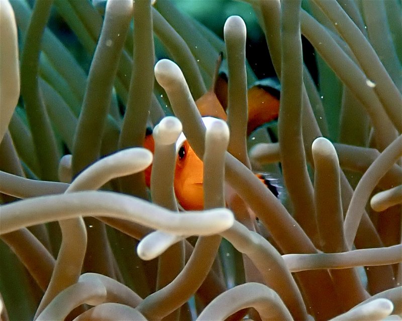 Divesite Image