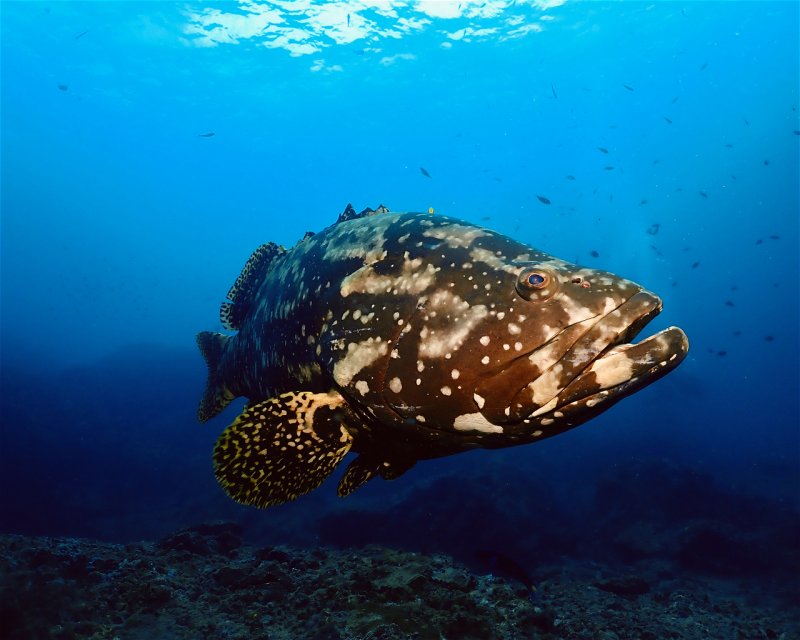 Divesite Image
