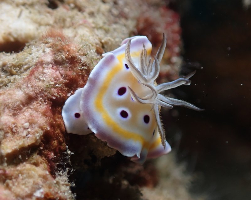 Divesite Image