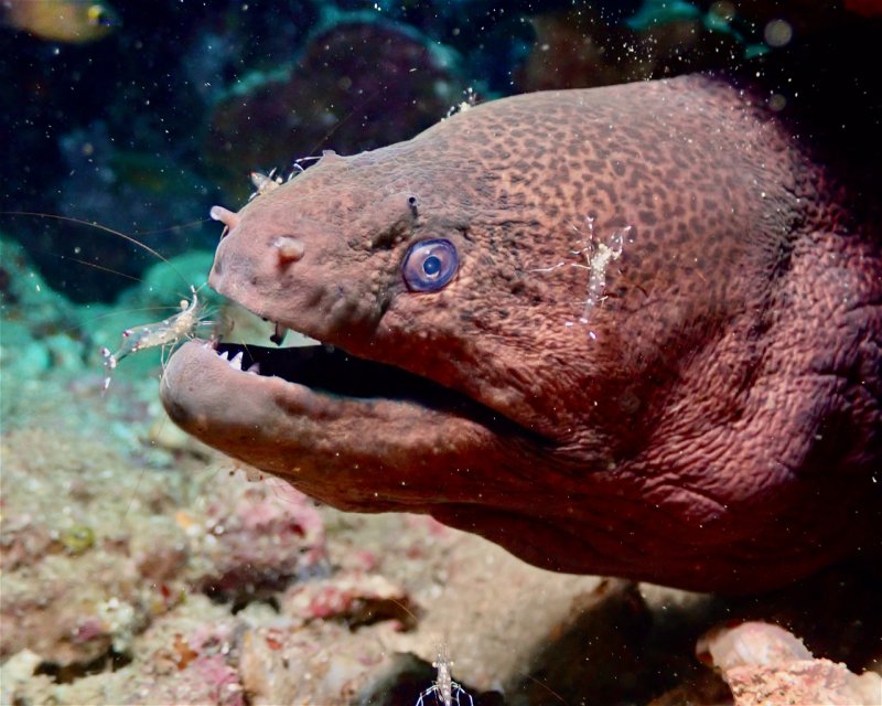 Divesite Image