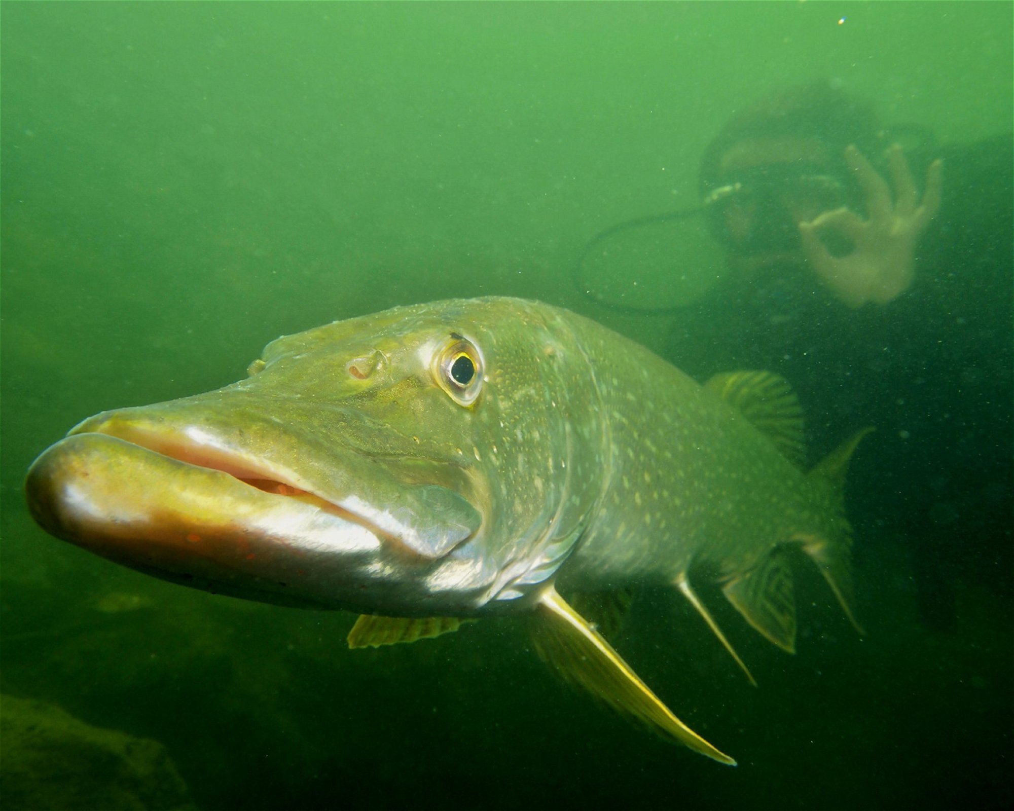 Divers Direct, 16000 Praha 6
