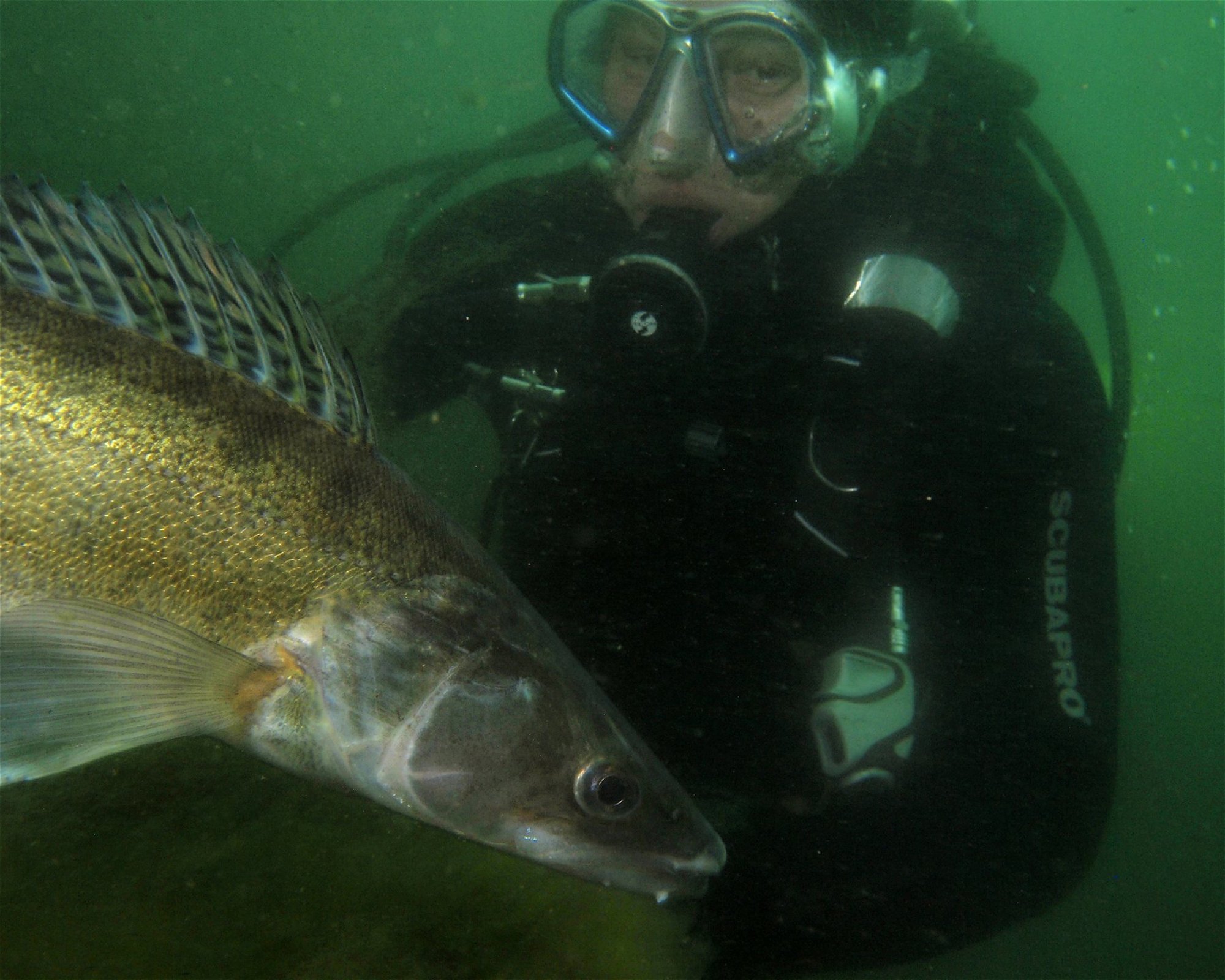Divers Direct, 16000 Praha 6