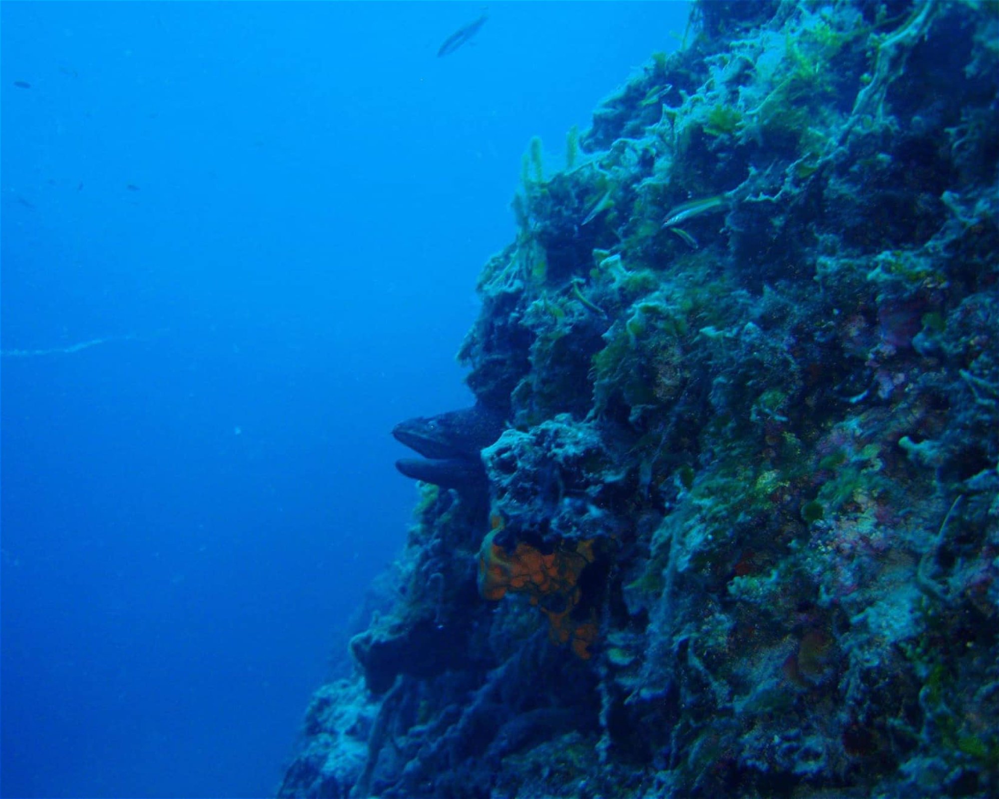 Poseidon Diving Academy, 63081 Halkidiki