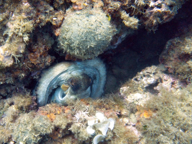 Divesite Image