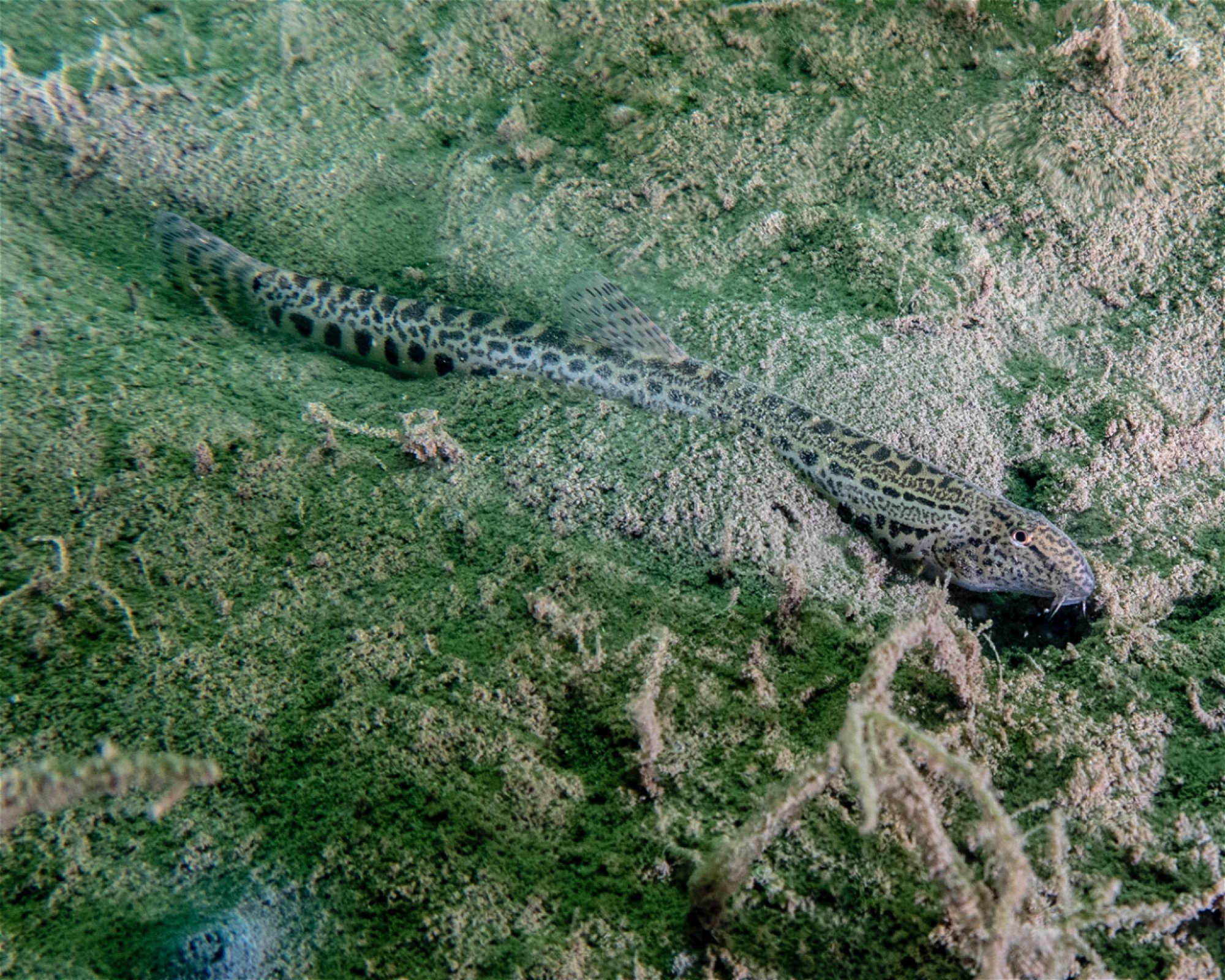 scubaonline, 74360 Ilsfeld