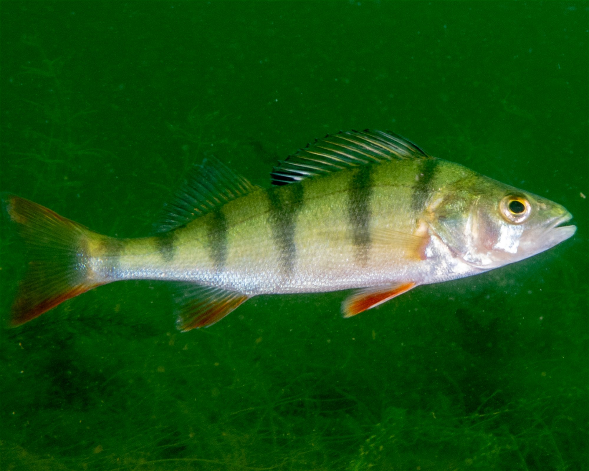 scubaonline, 74360 Ilsfeld