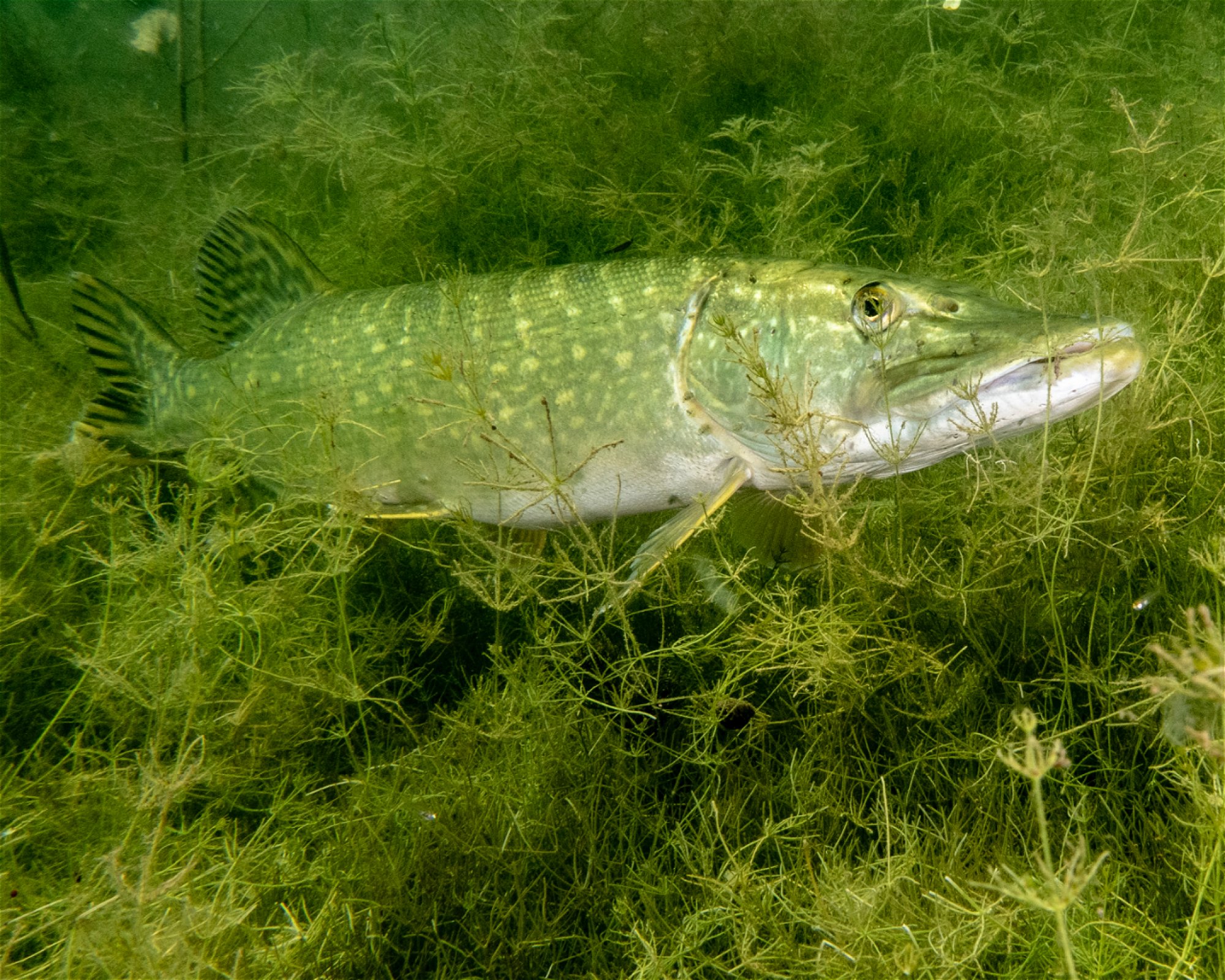 scubaonline, 74360 Ilsfeld