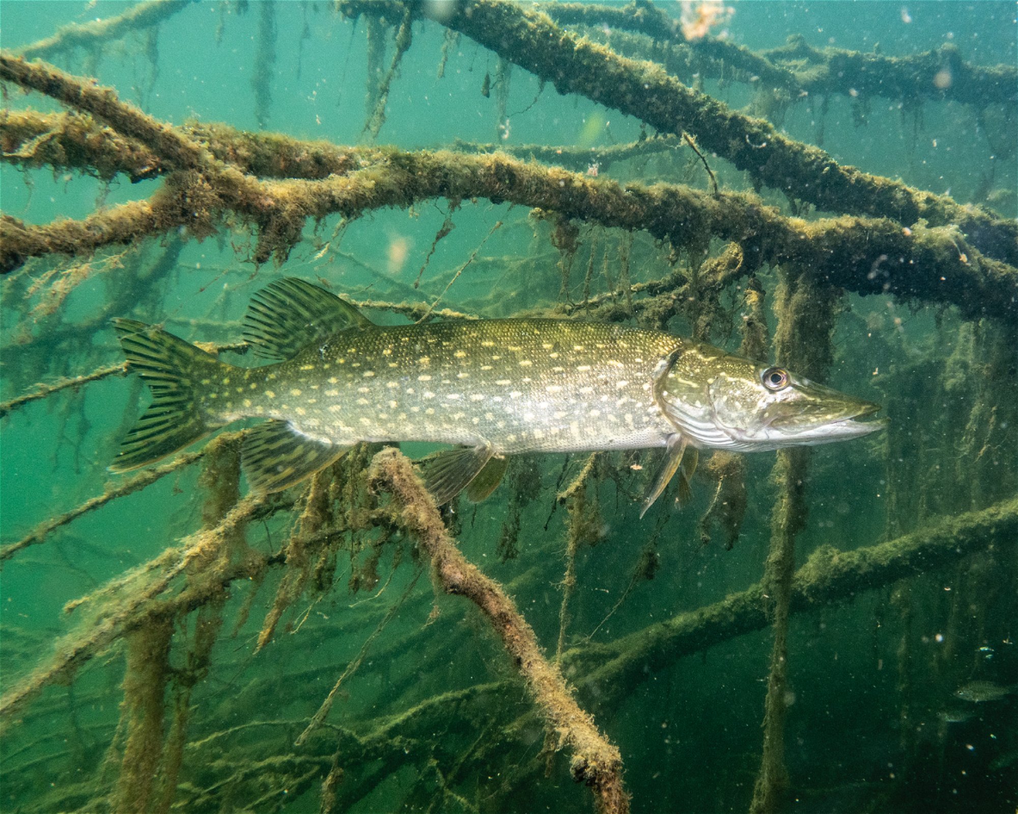 scubaonline, 74360 Ilsfeld