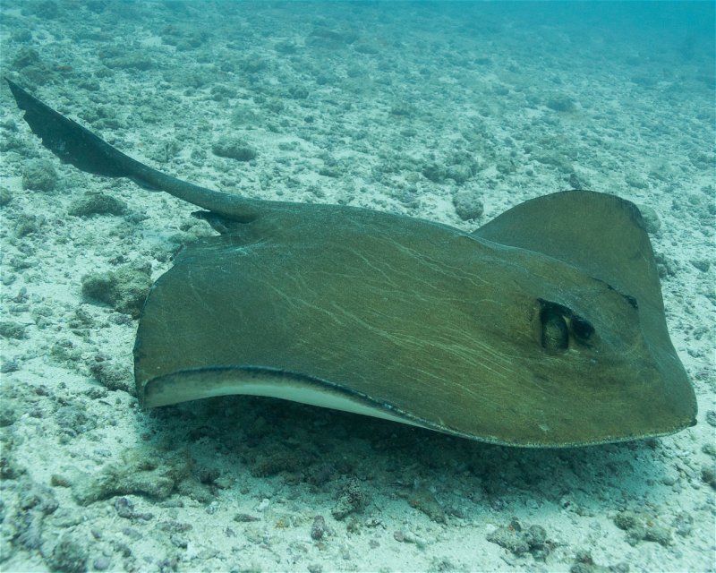 Divesite Image