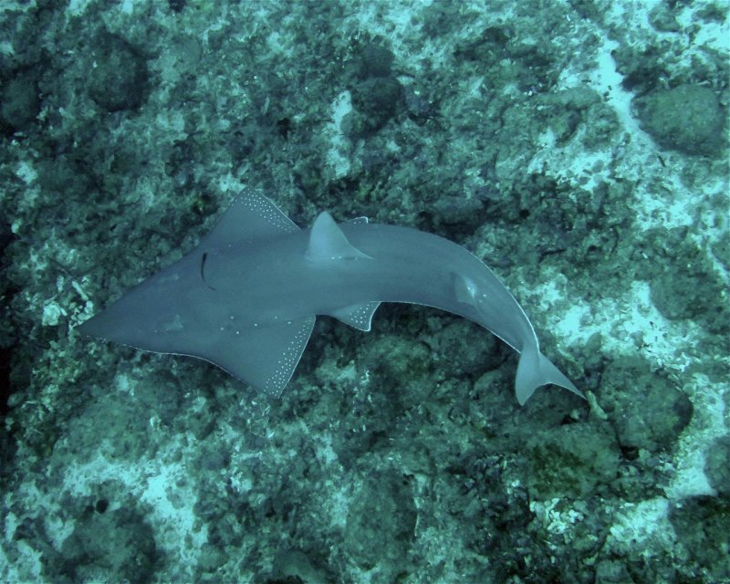 Divesite Image