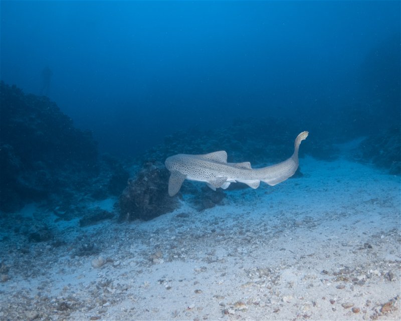 Divesite Image
