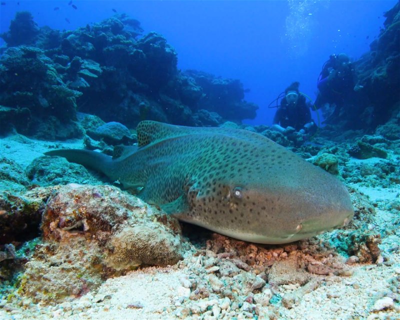 Divesite Image