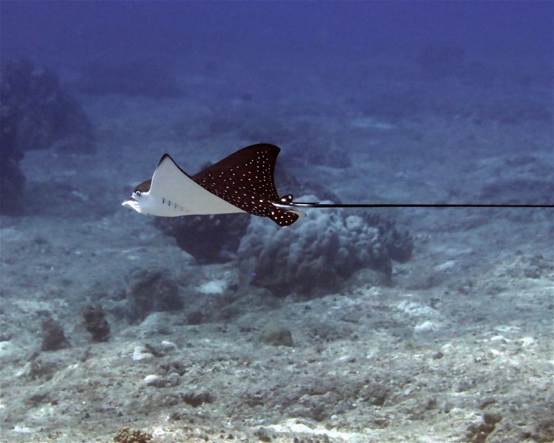 Divesite Image