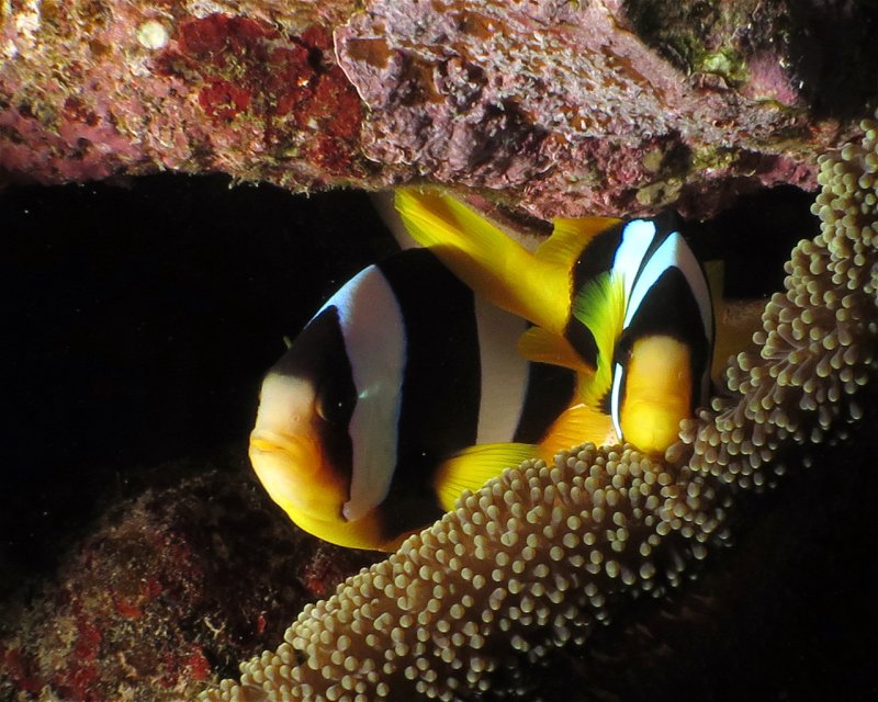 Divesite Image