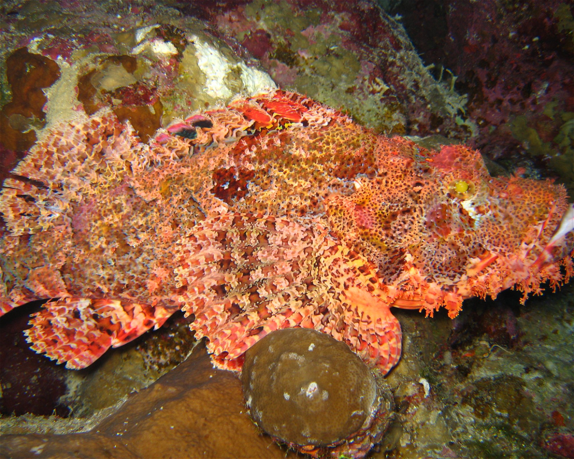 Black Rock Dive Centre, 46617 Dahab, South Sinai