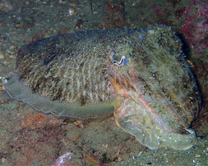 Divesite Image