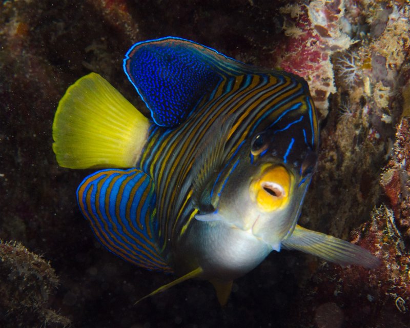Divesite Image