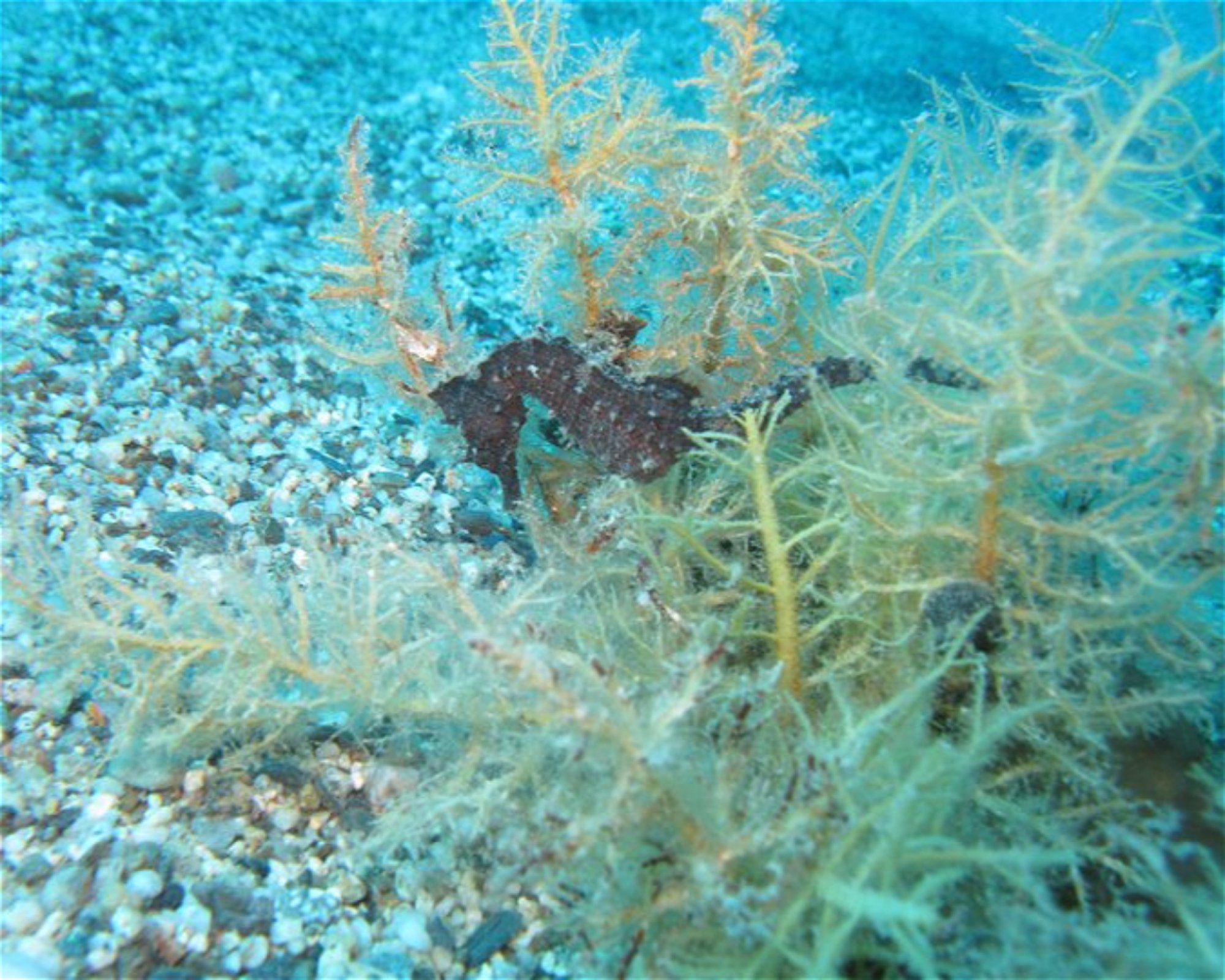 MEGALE HELLAS DIVING CENTER, 89046 MARINA DI GIOIOSA JONICA