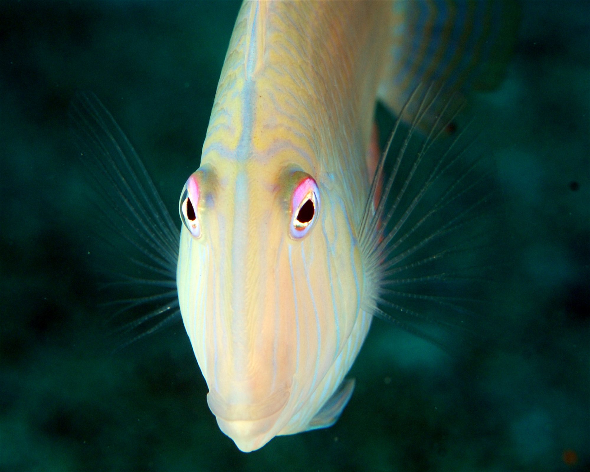 MEGALE HELLAS DIVING CENTER, 89046 MARINA DI GIOIOSA JONICA