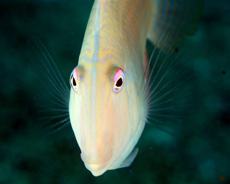 Divesite Image