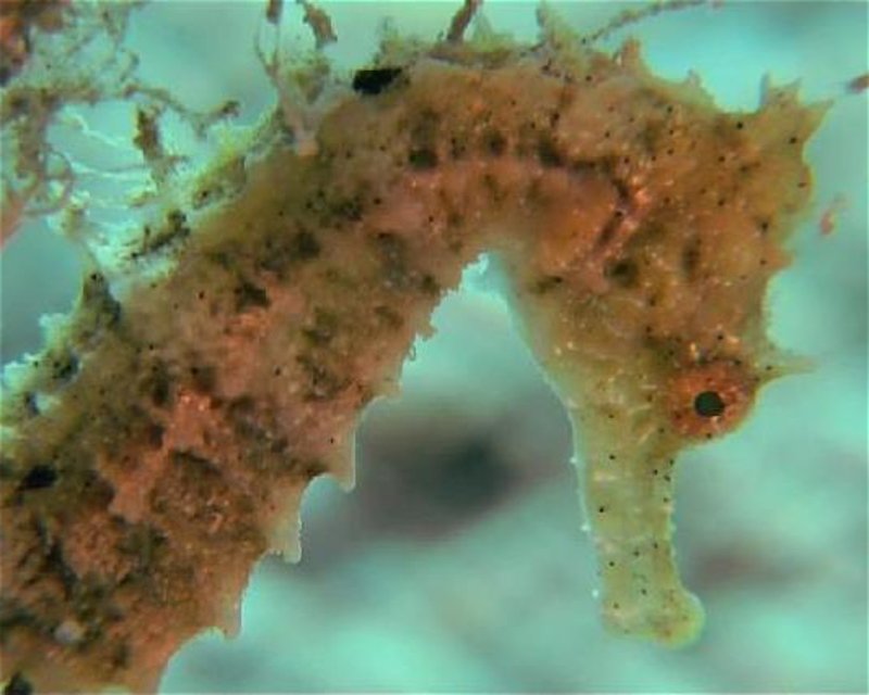 Divesite Image