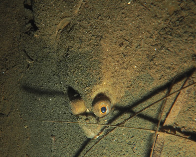 Divesite Image