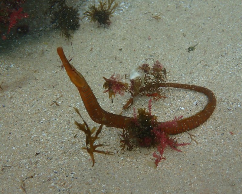 Divesite Image