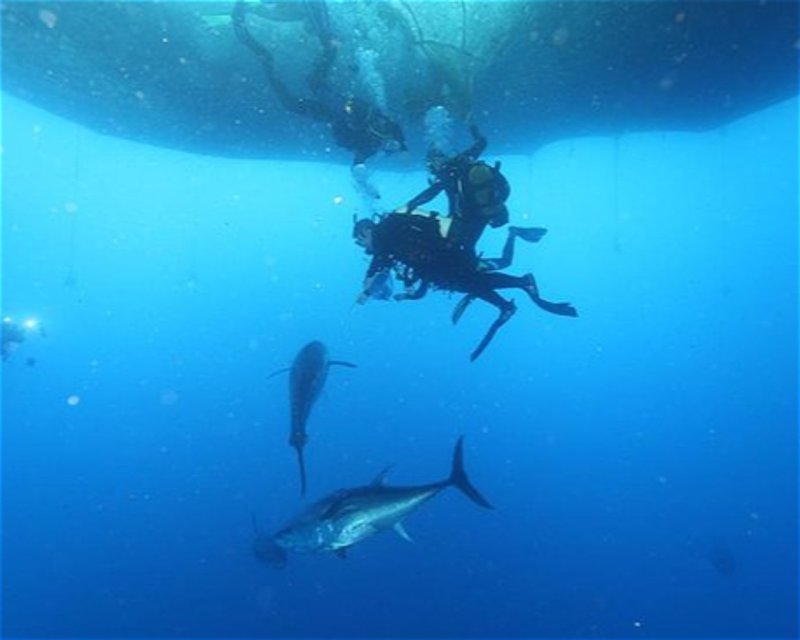 Divesite Image